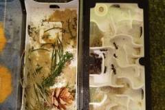 2.-ochronka-pilzno-zycie-mrowek-11