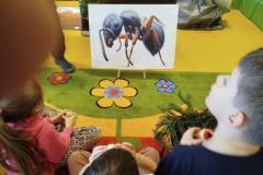 2.-ochronka-pilzno-zycie-mrowek-34