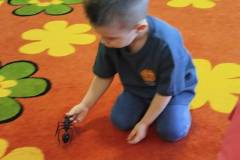 2.-ochronka-pilzno-zycie-mrowek-7