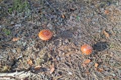 img-20261003-wa0004