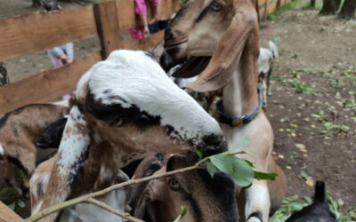 Wycieczka do gospodarstwa agroturystycznego „Bella Koza” w Buczkowie