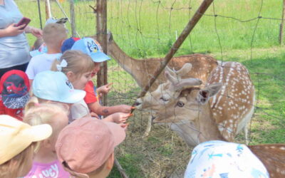 Wycieczka „Motylków” do Alpakowego Zoo