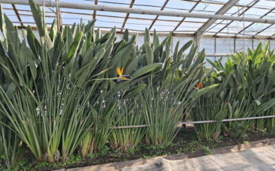 WYPRAWA DO&nbsp;SZKLARNI