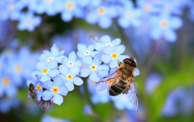 cocoparisienne-bee-257176_640
