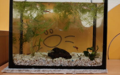 🐠 Mały podwodny świat w naszej Ochronce!